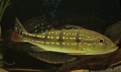 Cichla temensis - Click for species page