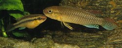 Congochromis dimidiatus