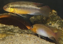 Congochromis sabinae - Click for species page