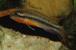 Congochromis squamiceps - Click for species data page