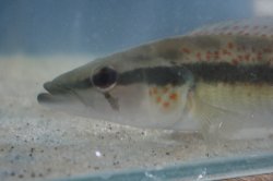 Crenicichla lacustris