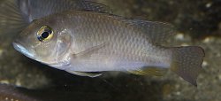 Ctenochromis polli - Click for species page