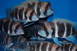 Cyphotilapia frontosa - Click for species page