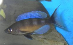 Cyprichromis zonatus - Click for species data page