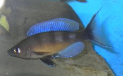 Cyprichromis zonatus