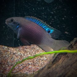 Enigmatochromis lucanusi