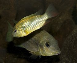 Etia nguti - Click for species page