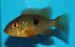 Geophagus brasiliensis - Click for species page