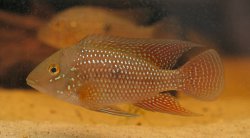 Geophagus iporangensis - Click for species page