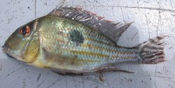 Geophagus megasema - Click for species page