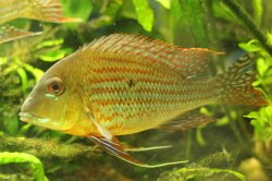 Geophagus neambi - Click for species page