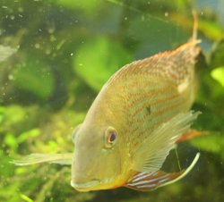 Geophagus neambi