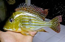 Geophagus proximus