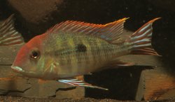Geophagus pyrocephalus - Click for species data page