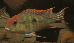 Geophagus pyrocephalus - Click for species page