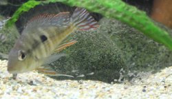 Geophagus pyrocephalus