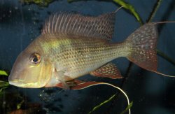 Geophagus surinamensis - Click for species page