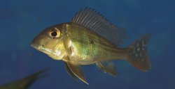 Geophagus surinamensis