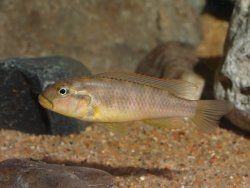Haplochromis vanheusdeni - Click for species data page
