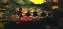 Hemichromis elongatus - Click for species page