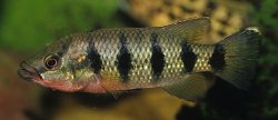 Hemichromis fasciatus