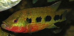 Hemichromis frempongi - Click for species page