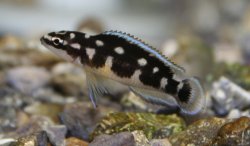 Julidochromis transcriptus - Click for species page