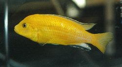 Labidochromis caeruleus - Click for species page