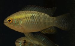 Laetacara curviceps - Click for species page