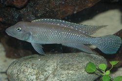 Lamprologus congoensis - Click for species data page