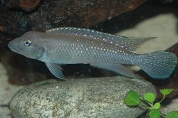 Lamprologus congoensis