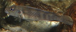 Lamprologus mocquardi - Click for species data page