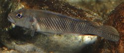 Lamprologus mocquardi - Click for species page