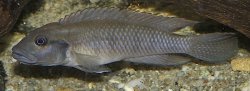 Lamprologus teugelsi - Click for species page