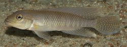 Lamprologus tigripictilis