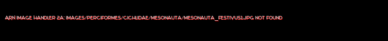 Mesonauta festivus - Click for species data page