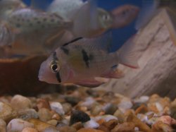 Mikrogeophagus altispinosus - Click for species page