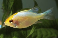 Mikrogeophagus ramirezi