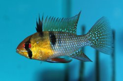 Mikrogeophagus ramirezi