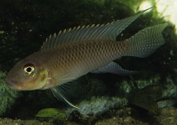 Nanochromis nudiceps - Click for species page