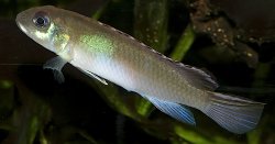 Nanochromis parilus - Click for species page