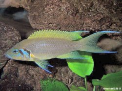 Neolamprologus pulcher - Click for species page