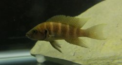Neolamprologus savoryi - Click for species data page