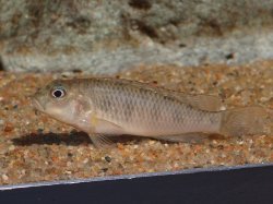 Orthochromis malagaraziensis - Click for species page