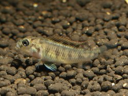 Orthochromis malagaraziensis