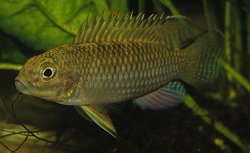 Parananochromis brevirostris - Click for species page