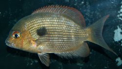 Paretroplus maculatus - Click for species page