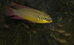 Pelvicachromis kribensis - Click for species page