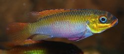 Pelvicachromis kribensis