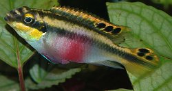 Pelvicachromis pulcher - Click for species page